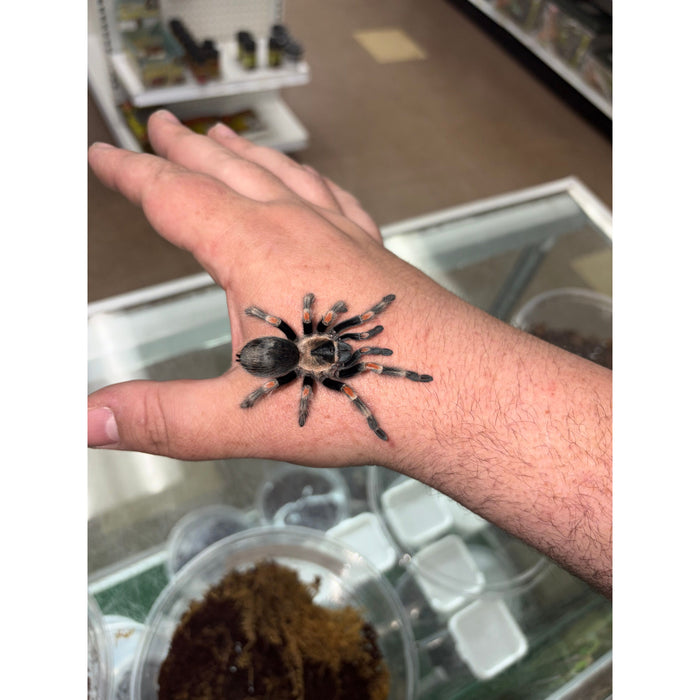 Mexican Flame Knee (Female) (Brachypelma auratum)