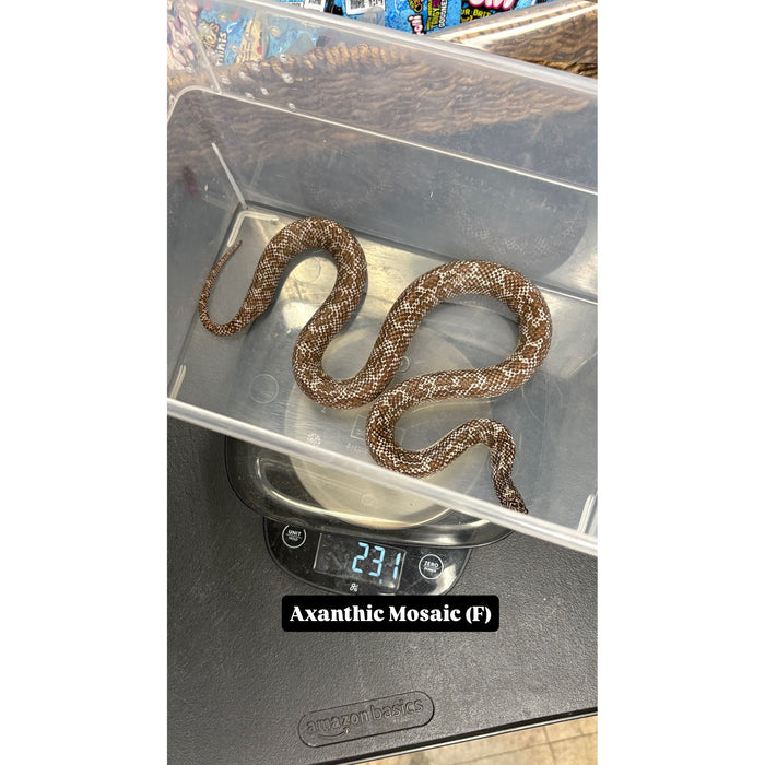 Florida Kingsnake (Axanthic Mosaic)