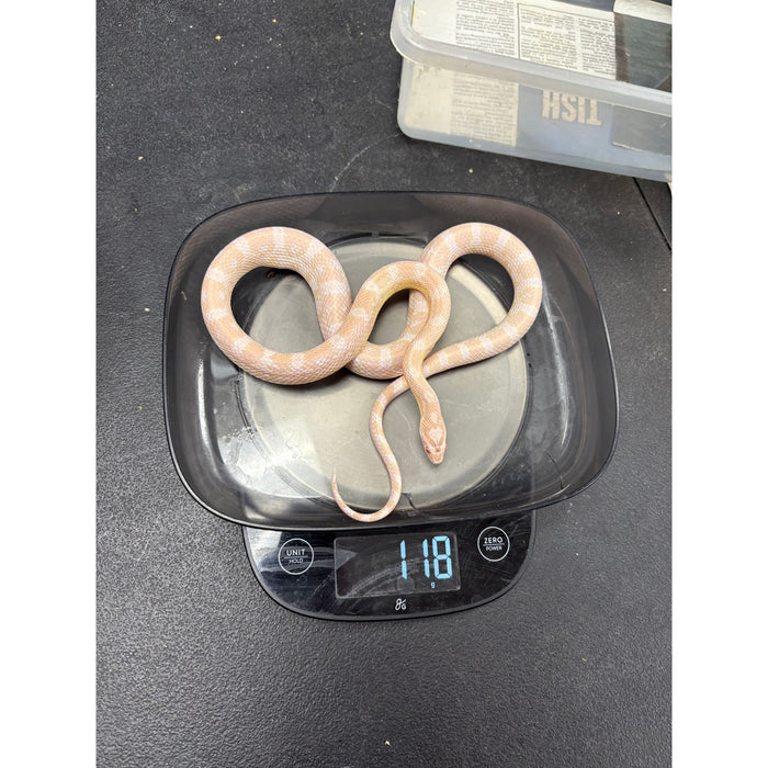 Corn Snake (Snow) (Juvenile/SubAdult)