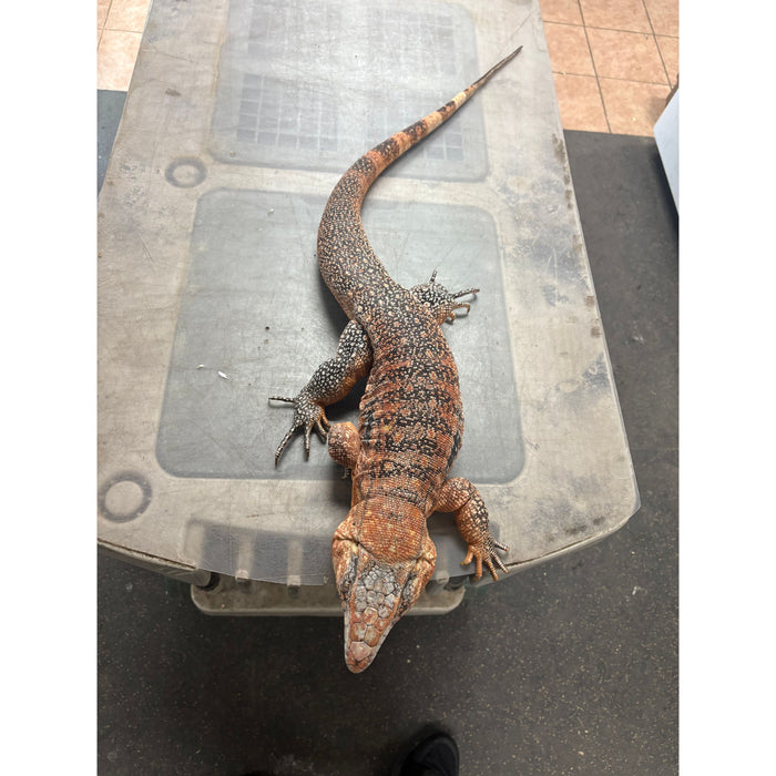 Red Tegu (Adult) (Salvator merianae)