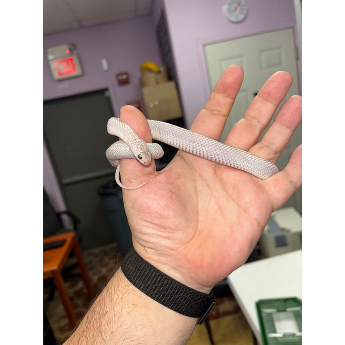 White Sided Florida Kingsnake
