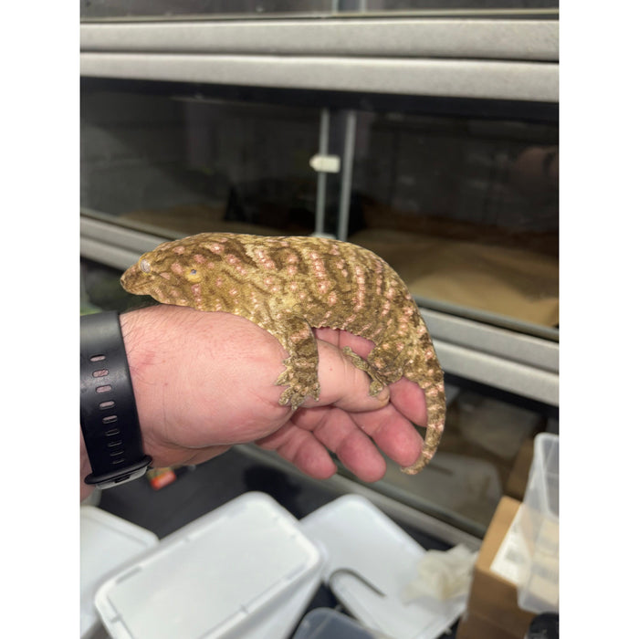 Leachianus Gecko (Nuu Ami x Nuu Ana) (M)
