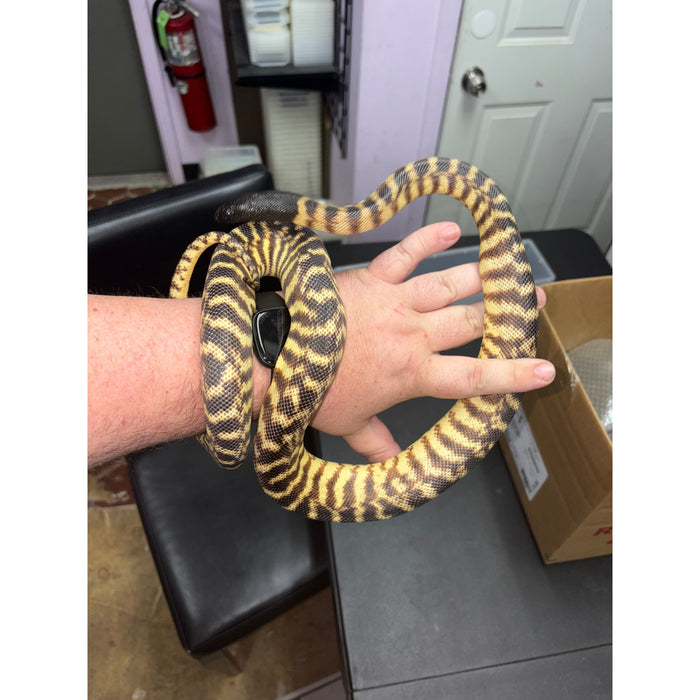 Black Headed Python (Aspidites melanocephalus)