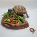 Wide Food Dish by Jungle Bob 8"x 6.5"x 1":Jungle Bob's Reptile World