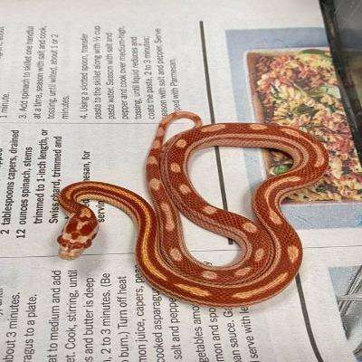 Corn Snake (Albino) (Baby)