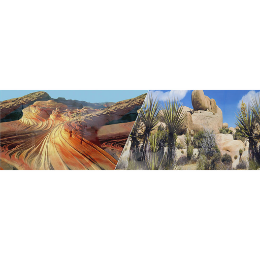 Cactus Desert/Desert Double Sided Background 20x12":Jungle Bob's Reptile World