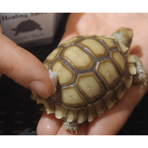 Reptanicals Supple Shell 4 oz Jar:Jungle Bob's Reptile World