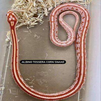 Albino Tessera Corn Snake:Jungle Bob's Reptile World