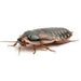 Dubia Roaches:Jungle Bob's Reptile World