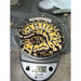 Pastel Russo Ball Python:Jungle Bob's Reptile World