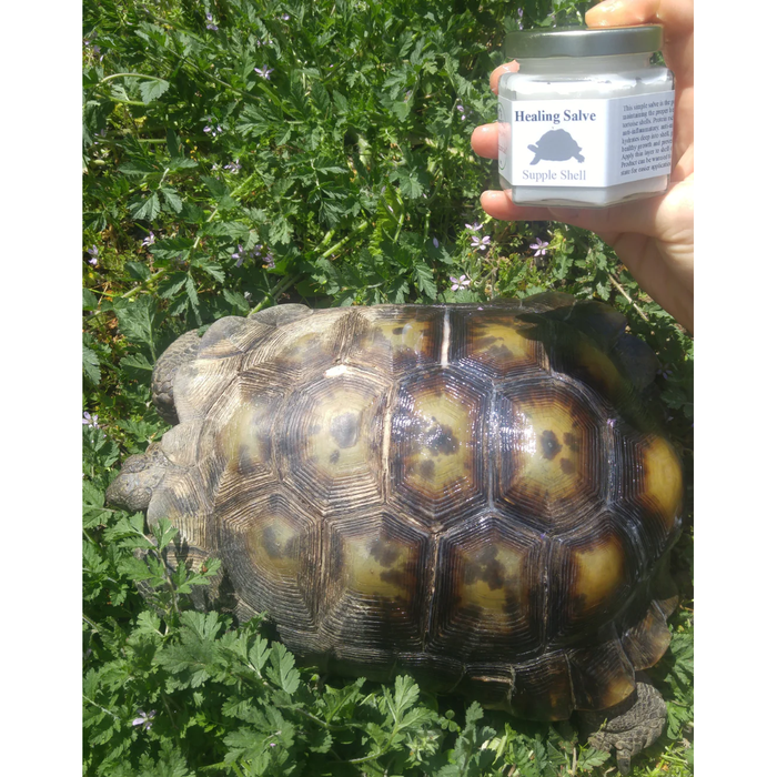 Reptanicals Supple Shell 4 oz Jar:Jungle Bob's Reptile World