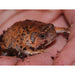 Burmese Squat Frogs:Jungle Bob's Reptile World
