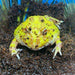Albino Pacman Frog (Ceratophrys cranwelli):Jungle Bob's Reptile World
