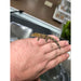 Bauer's Chameleon Gecko (CB Adult) (Eurydactylodes agricolae):Jungle Bob's Reptile World