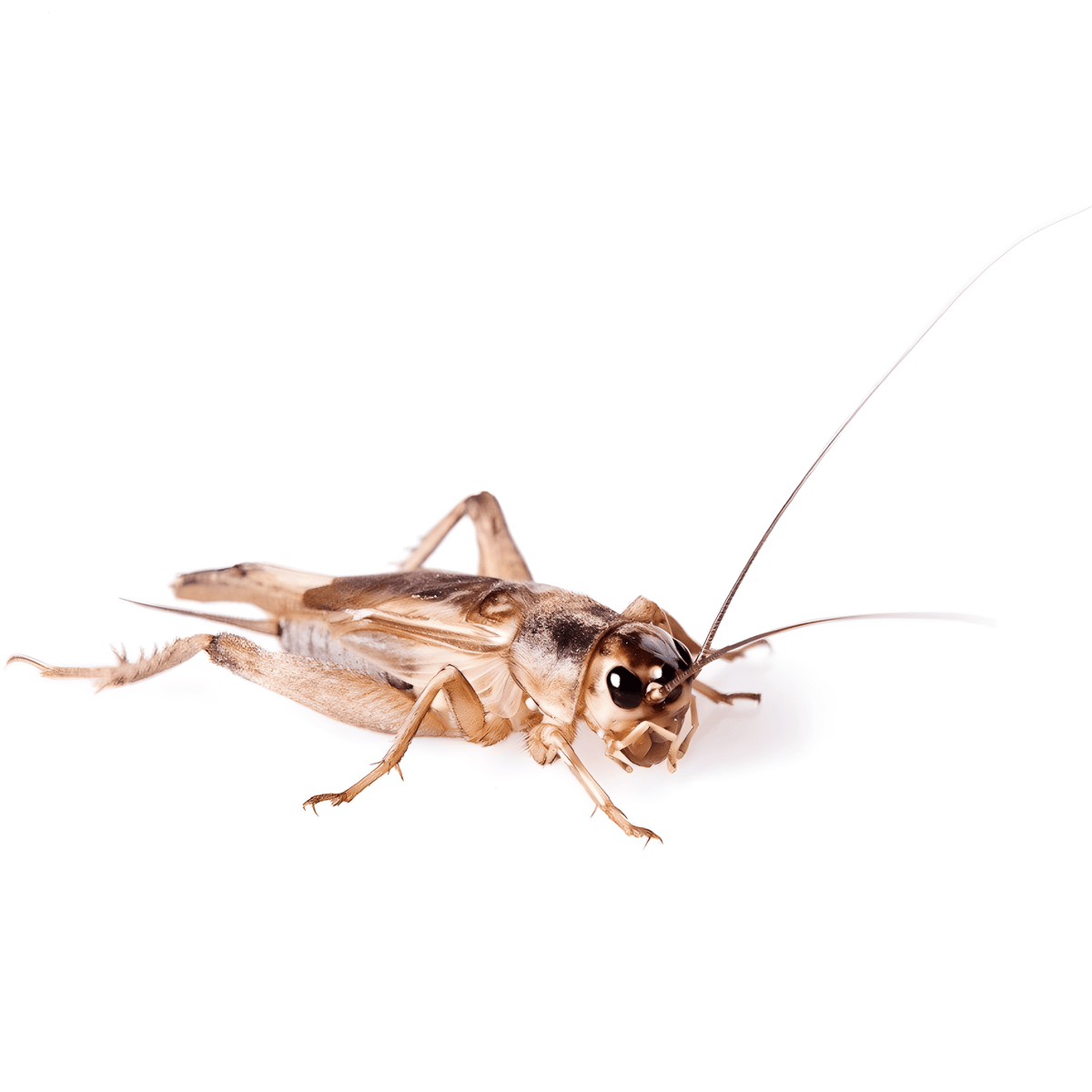 Live Cricket Insect Reptile Feeders — Jungle Bobs Reptile World