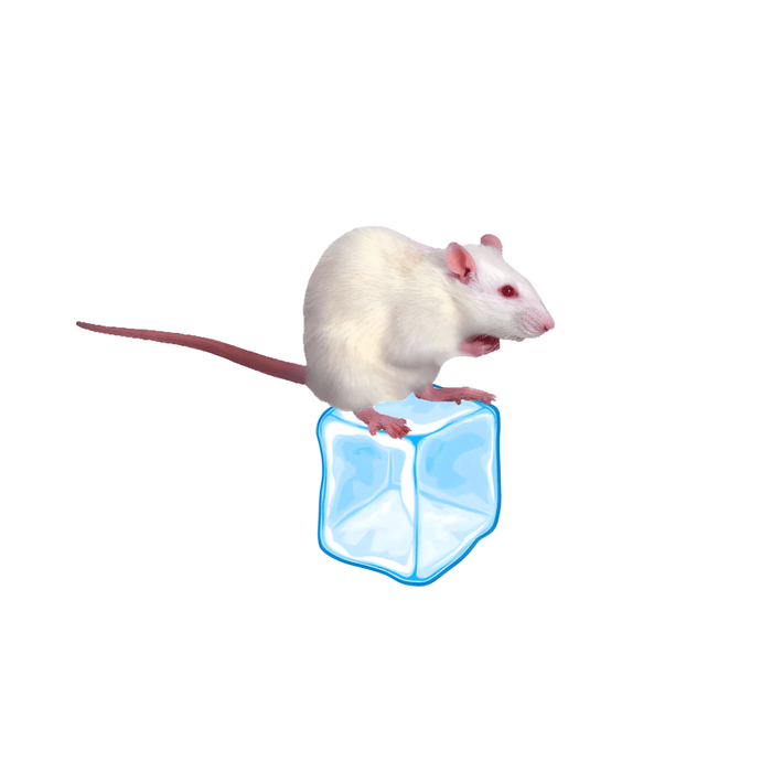 Frozen Feeder Mice STORE PICKUP ONLY:Jungle Bob's Reptile World
