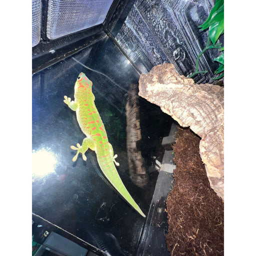 Giant Day Gecko (Phelsuma m. grandis):Jungle Bob's Reptile World