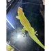 Giant Day Gecko (Phelsuma m. grandis):Jungle Bob's Reptile World