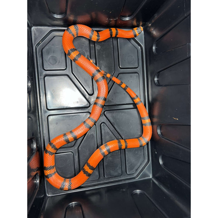 Tangerine Honduran Milk Snake (Lampropeltis triangulum hondurensis):Jungle Bob's Reptile World