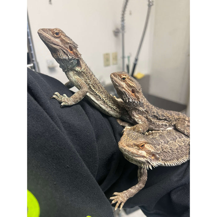 Full Grown Bearded Dragon Lizard Full grown bearded dragon lizard