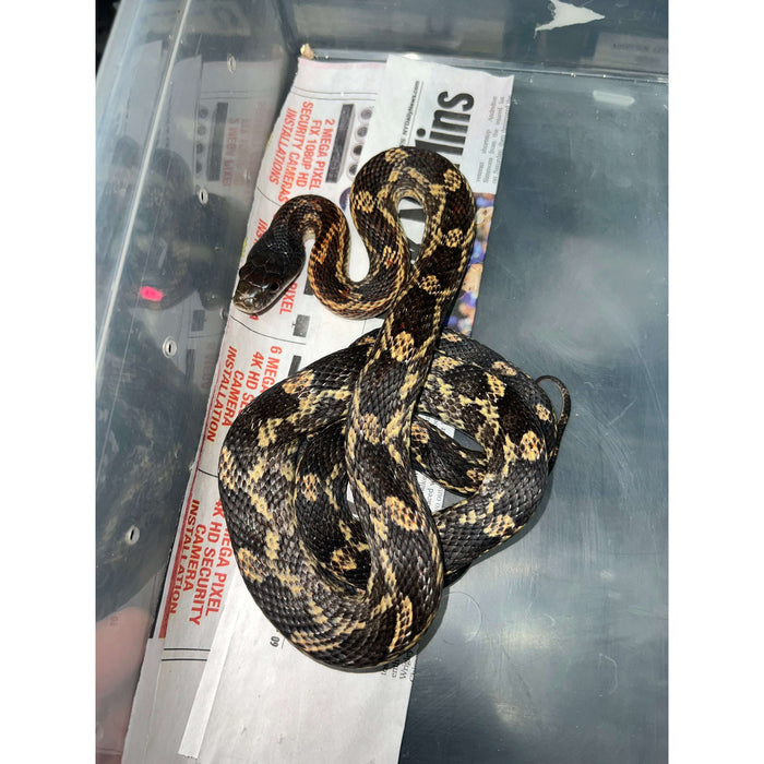 Texas Rat Snake (Elaphe obsoleta lindheimeri):Jungle Bob's Reptile World