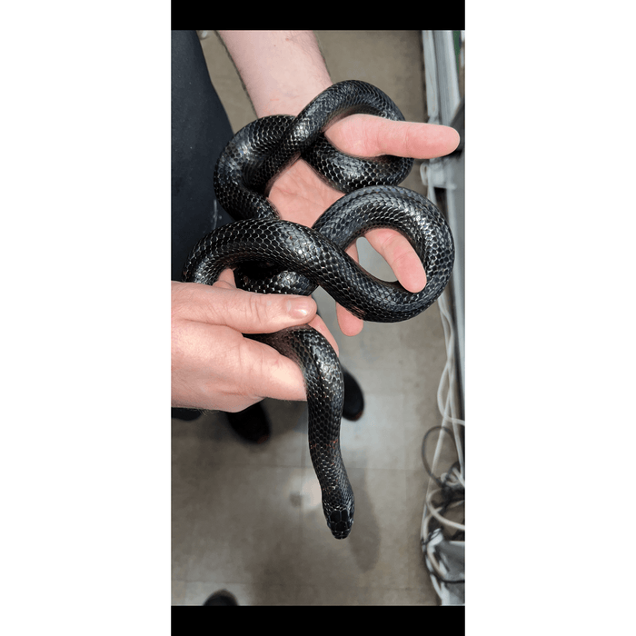 Costa Rican Black Milk Snake:Jungle Bob's Reptile World