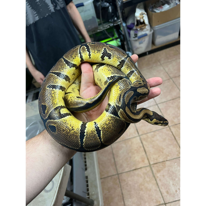 Yellow Belly Ball Python (Adult):Jungle Bob's Reptile World