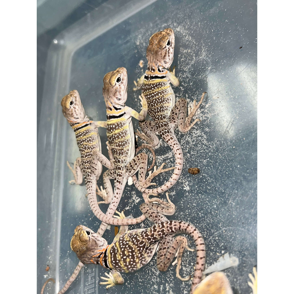 Other Lizards for Sale — Jungle Bobs Reptile World