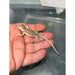 Collared Lizard (CB) (Crotaphytus collaris):Jungle Bob's Reptile World