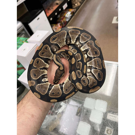 Rescued Ball Pythons for Adoption:Jungle Bob's Reptile World