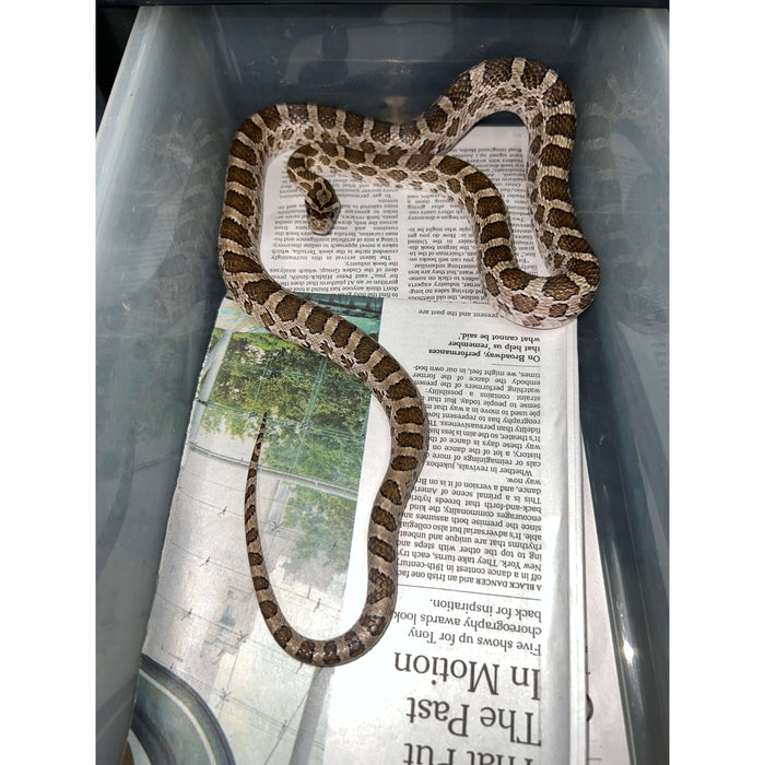 Great Plains Rat Snake (Pantherophis emoryi):Jungle Bob's Reptile World
