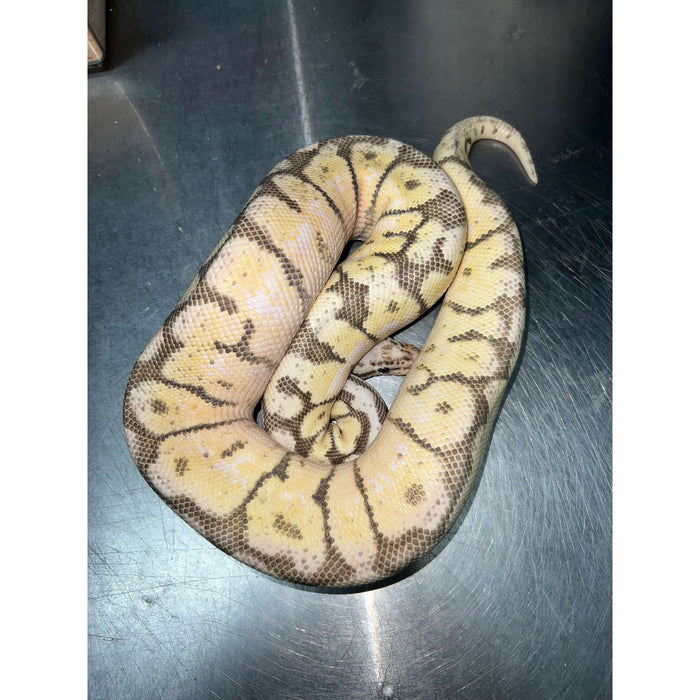 Axanthic Killer Bee Ball Python