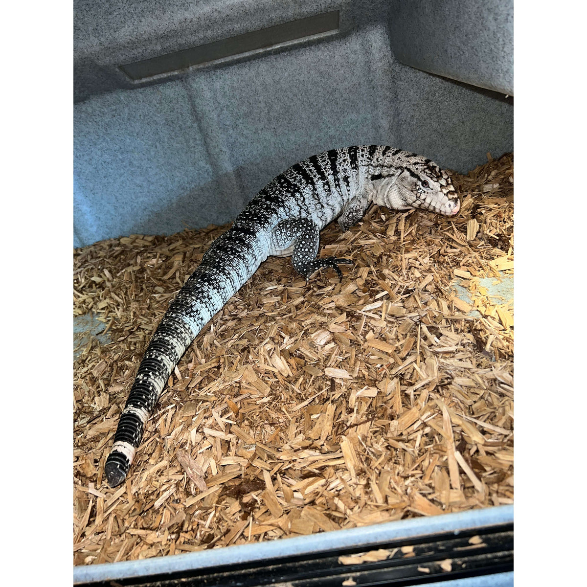 Argentine Tegu Enclosure