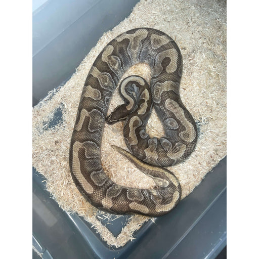 Normal Ball Python (Male) Sub Adult — Jungle Bobs Reptile World