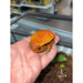 Tomato Frog (Dyscophus guineti):Jungle Bob's Reptile World