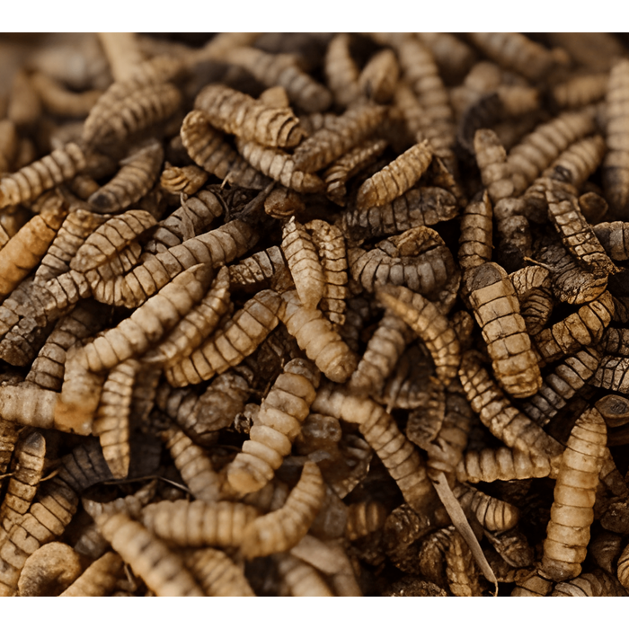 thumbnail image 2 of Whole Dried Black Soldier Fly Larvae - PBS Animal Health 2 of 13