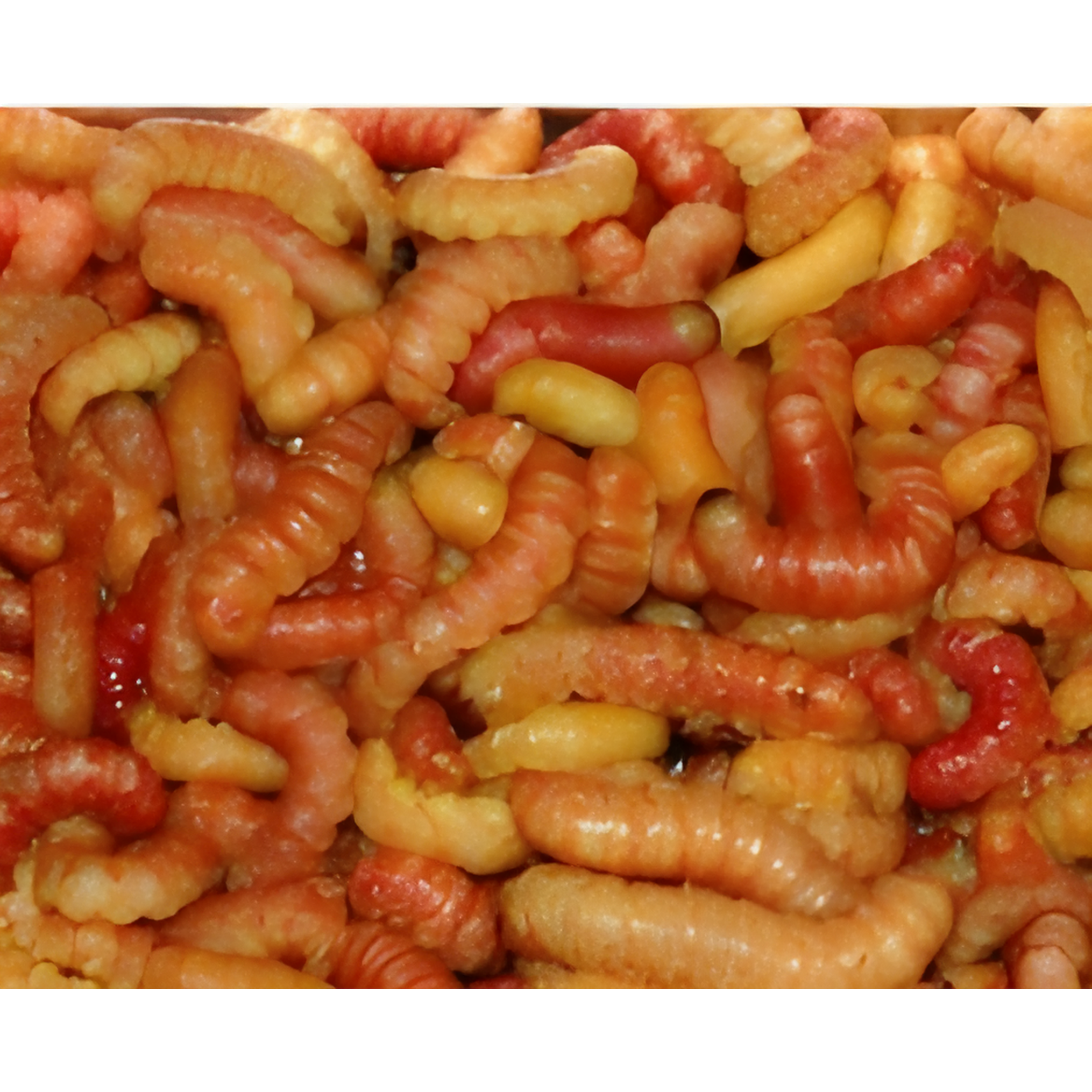 Butterworms Live Reptile Food Fish Bait — Jungle Bobs Reptile World