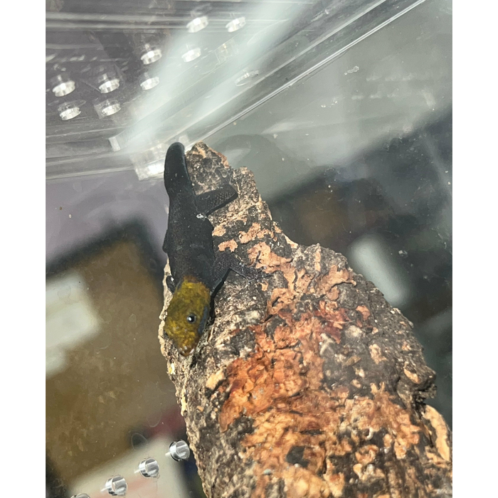 Yellow Headed Dwarf Gecko (Male) (Gonatodes albogularis)