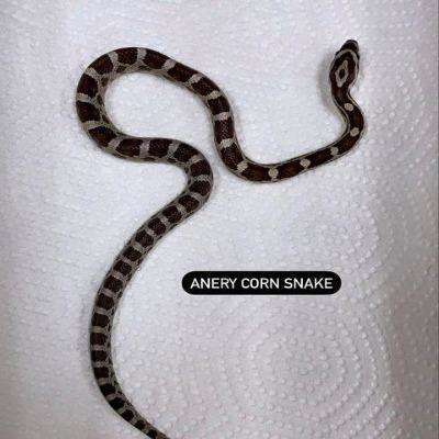 Anery Corn Snake:Jungle Bob's Reptile World