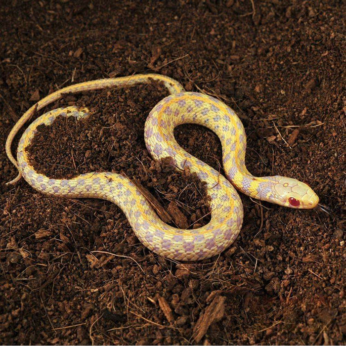 Albino Checkered Garter Snake:Jungle Bob's Reptile World