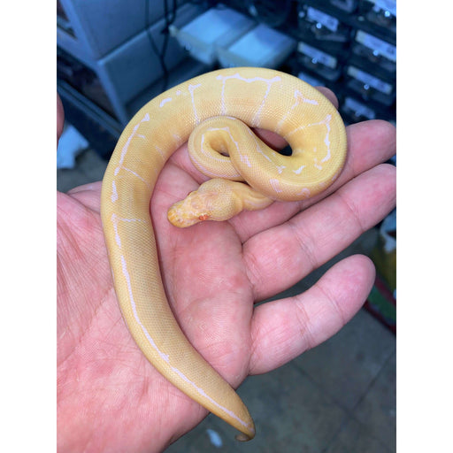 Albino Pinstripe Ball Python:Jungle Bob's Reptile World