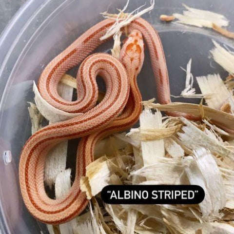 Albino Striped Corn Snake (Baby):Jungle Bob's Reptile World