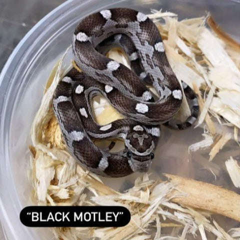 Anery "Black" Motley Corn Snake (Baby):Jungle Bob's Reptile World
