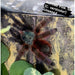 Antilles Pink Toe (C. versicolor):Jungle Bob's Reptile World