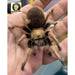 Arizona Blonde Tarantula (Aphonopelma chalcode):Jungle Bob's Reptile World