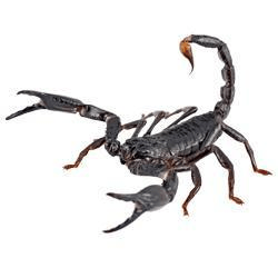 Asian Forest Scorpion (Heterometrus longimanus):Jungle Bob's Reptile World