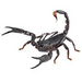 Asian Forest Scorpion (Heterometrus longimanus):Jungle Bob's Reptile World