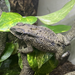 Asian Spiny Toad (D. melanosticus):Jungle Bob's Reptile World