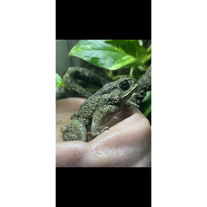 Asian Spiny Toad (D. melanosticus):Jungle Bob's Reptile World