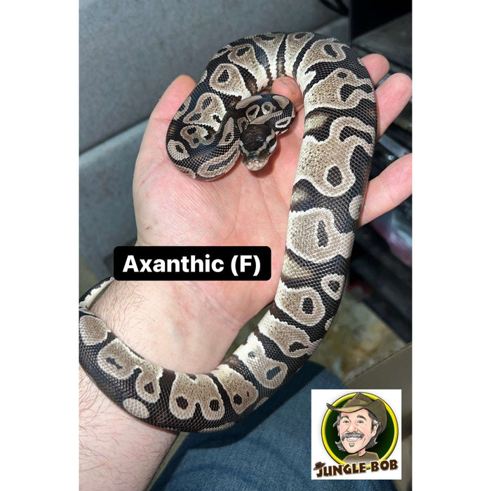 Axanthic (VPI) Ball Python:Jungle Bob's Reptile World